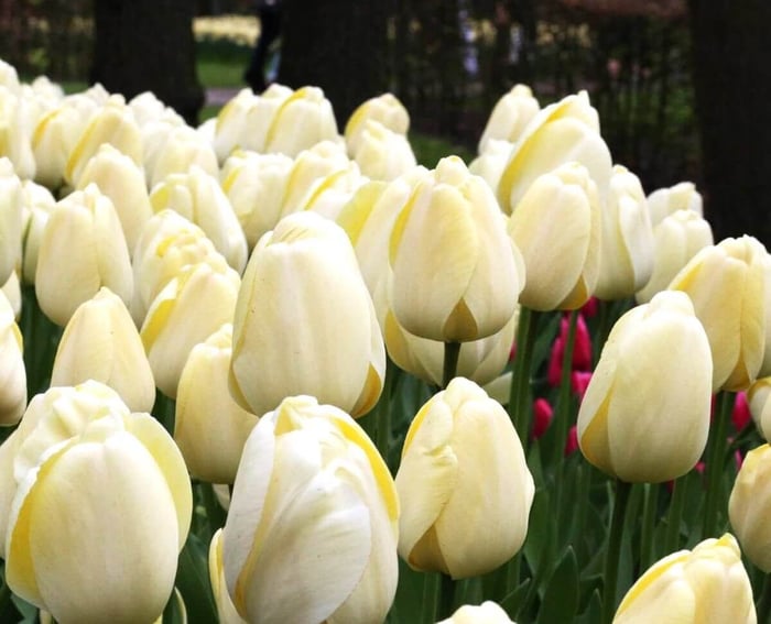 New Tulips for Your Spring Garden - Longfield Gardens