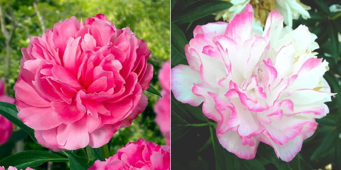 New Perennials for Your Flower Garden - Longfield Gardens