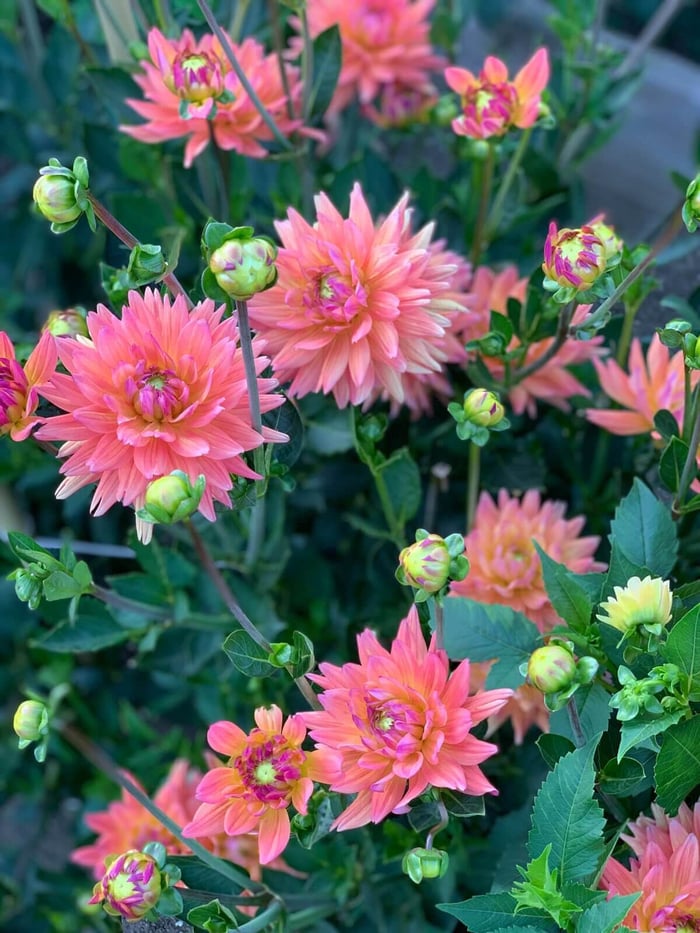 Cutting Garden Dahlias: This Year's Favorites - Longfield Gardens