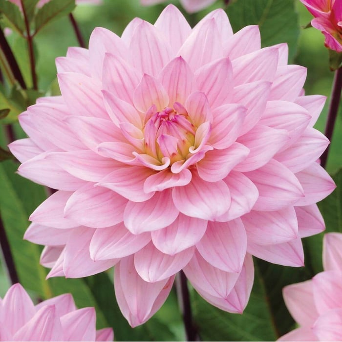 New Dahlias for Your 2019 Flower Garden - Longfield Gardens