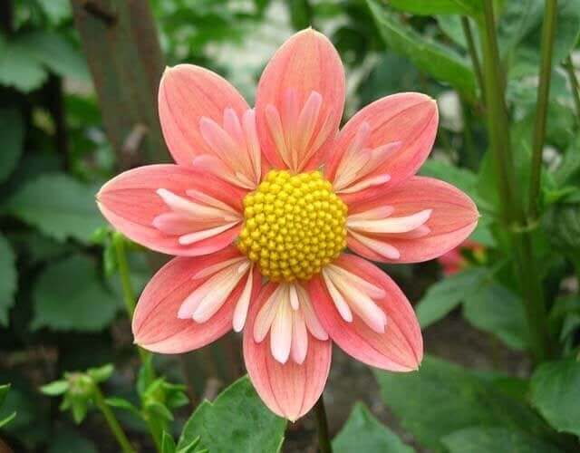 Dahlia Flower Forms for the garden and vase Longfield Gardens