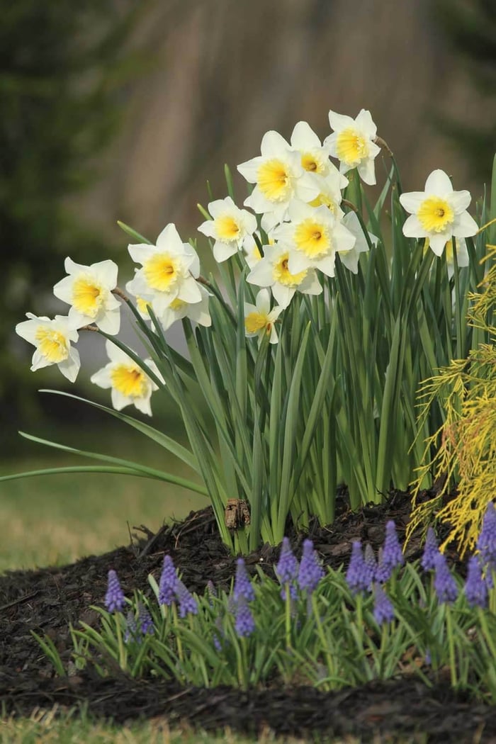 There’s-Always-Room-for-Bulbs—Longfield-Gardens