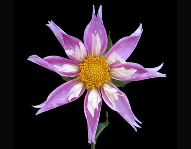 Dahlia Flower Forms for the garden and vase Longfield Gardens