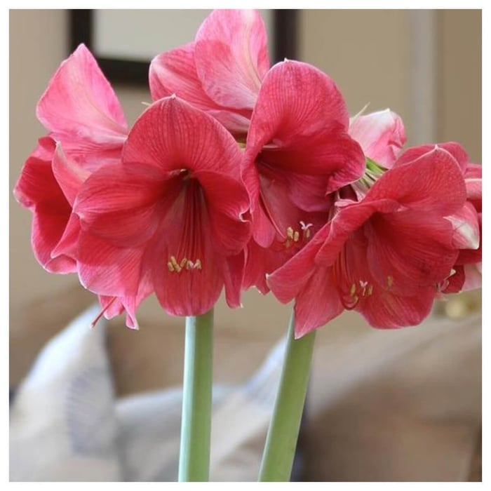 Amaryllis with a Difference - Longfield Gardens