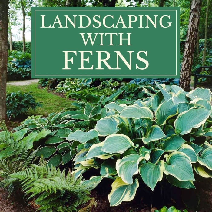 Landscaping_with_Ferns.jpg?v=1765891532