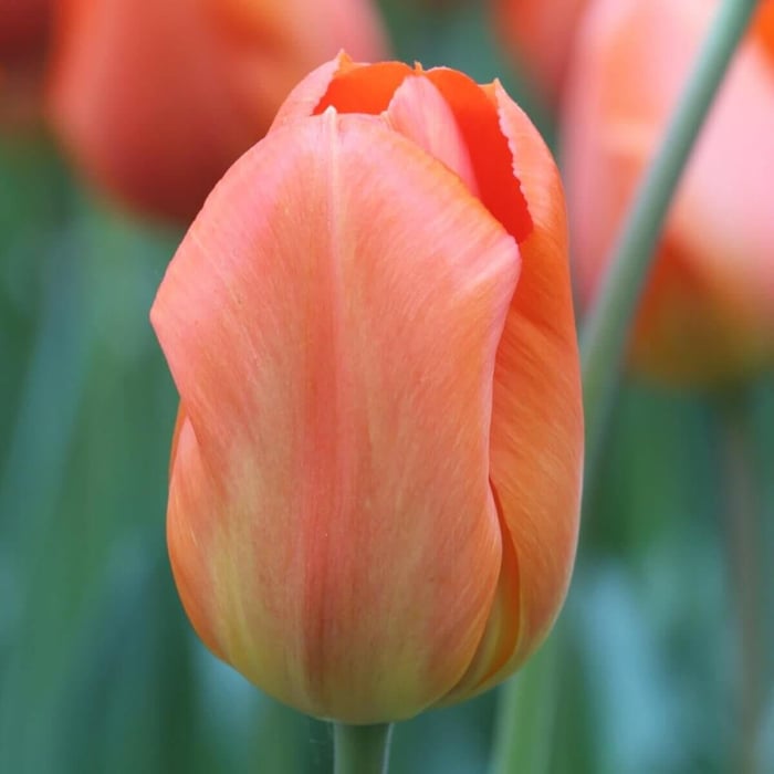 New Tulips for Your Spring Garden - Longfield Gardens