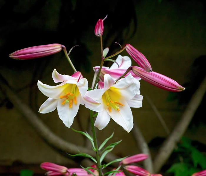 Types of Lilies - Longfield Gardens