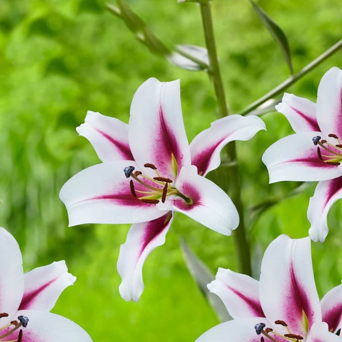 New-Flowers-for-Your 2020 Garden - Longfield Gardens