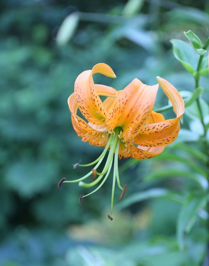 Types of Lilies - Longfield Gardens