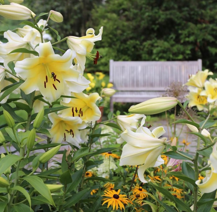 Types of Lilies - Longfield Gardens