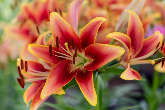 Types of Lilies - Longfield Gardens