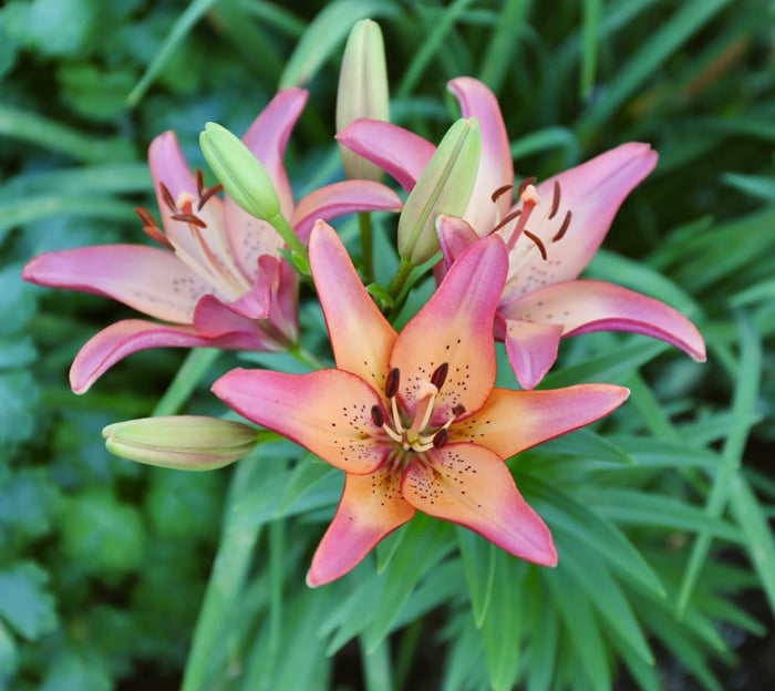 Types of Lilies - Longfield Gardens