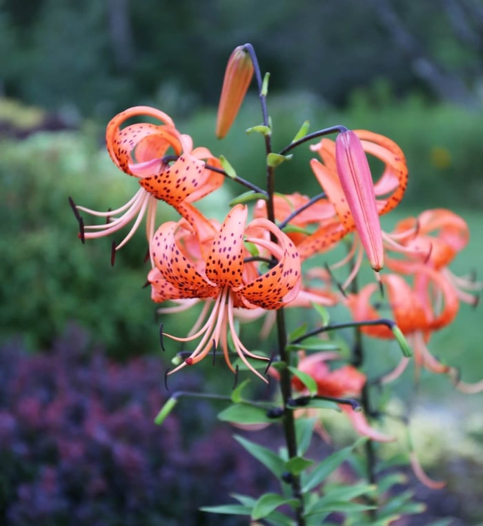 Types of Lilies - Longfield Gardens