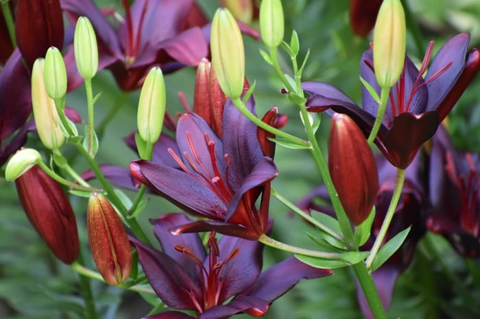 Tips for Using Lilies as Cut Flowers Longfield Gardens