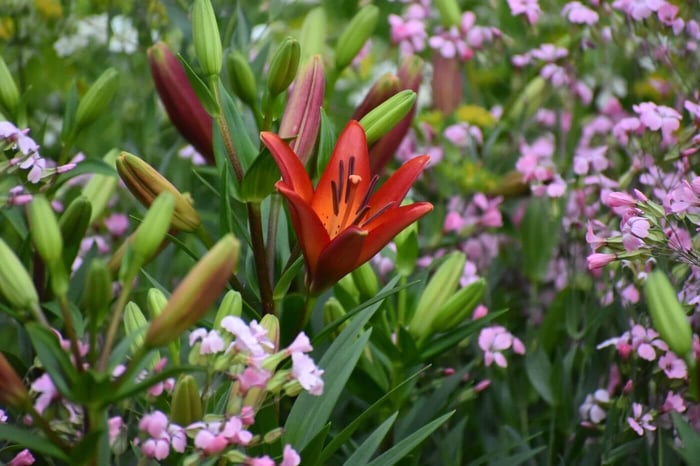 Tips for Using Lilies as Cut Flowers Longfield Gardens