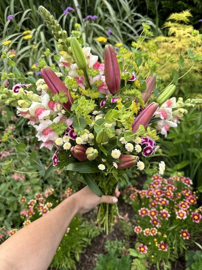 Tips for using lilies as cut flowers longfield gardens