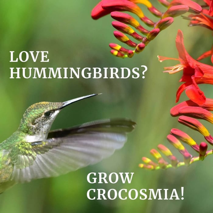 Love Hummingbirds – Plant Crocosmia - Longfield Gardens
