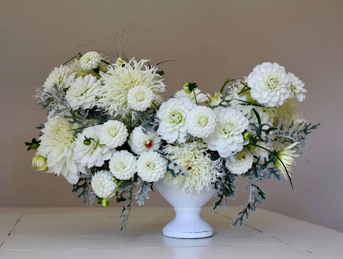 New Dahlia Collections from Flirty Fleurs - Longfield Gardens