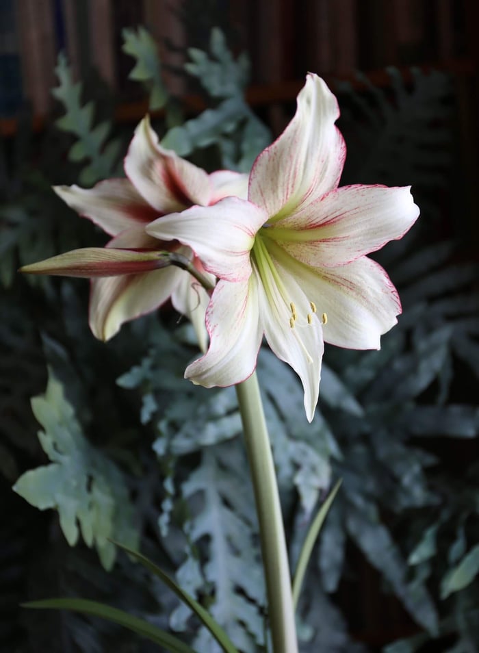 Amaryllis of a Different Color - Longfield Gardens