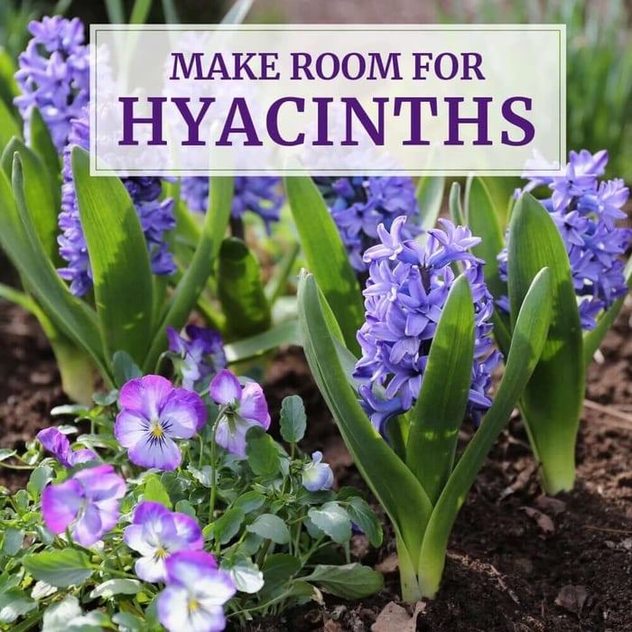 Make Room in Your Garden for Hyacinths - Longfield Gardens