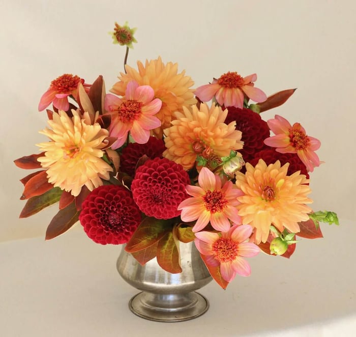 New Dahlias for 2023 - Longfield Gardens