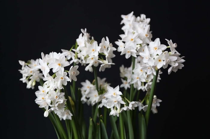 Narcissus-Paperwhites-IMG_4683