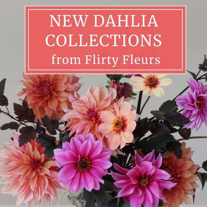 New Dahlia Collections from Flirty Fleurs - Longfield Gardens
