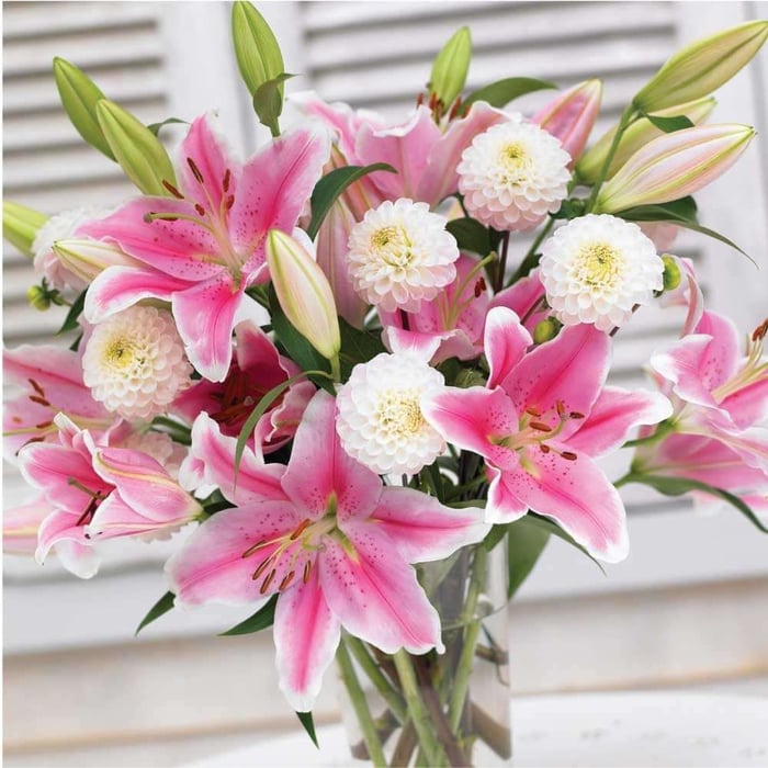 White Amaryllis Elegant Flowers for Mid-Winter - Longfield Gardens