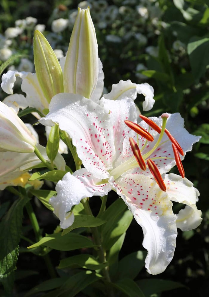 Growing Lilies in Pots for Late Season Color - Longfield Gardens