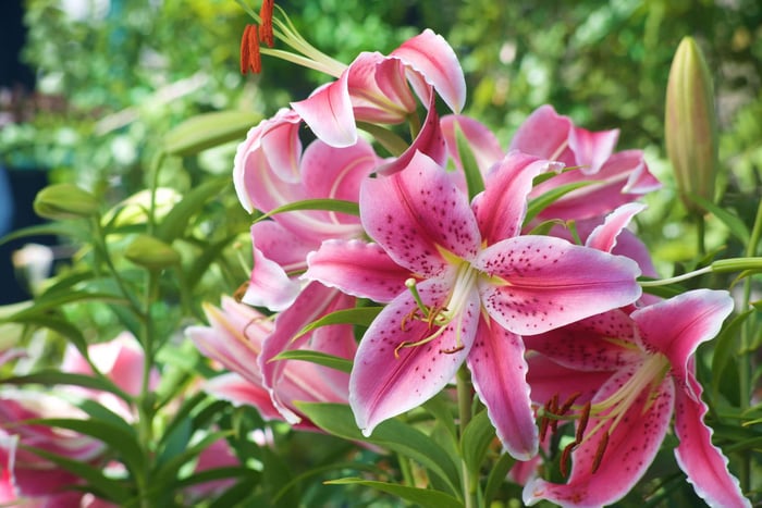 Why is the Stargazer lily so popular? - Longfield Gardens