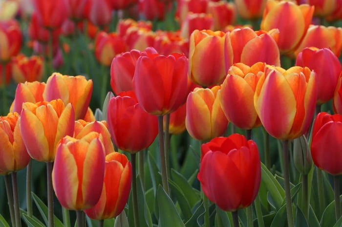 Most Colorful Tulips for Your Spring Garden - Longfield Gardens