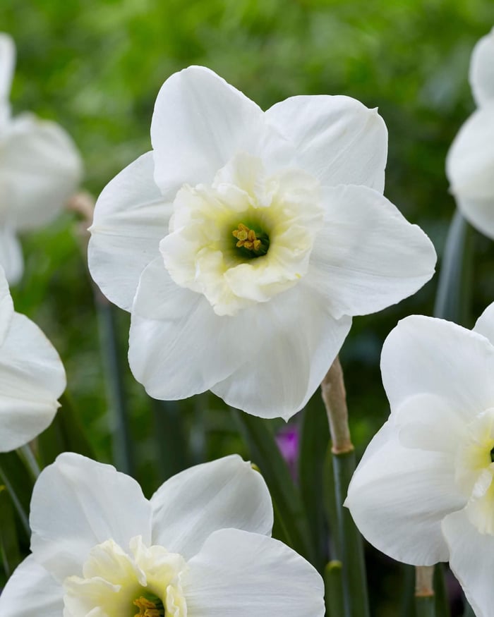Unusual Daffodils for Spring Bouquets - Longfield Gardens