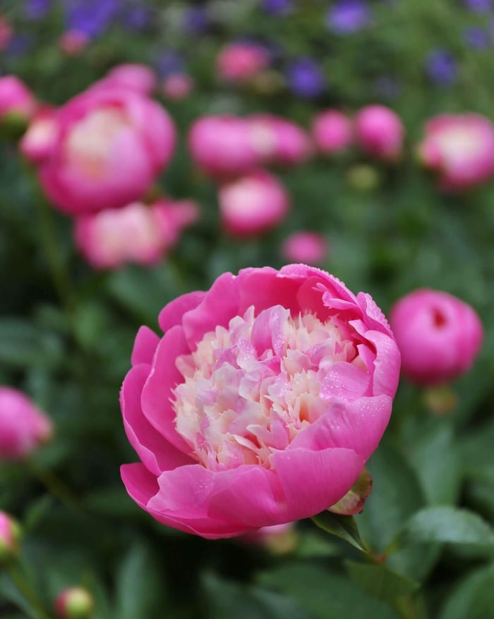 How to Grow Peonies in the South - Longfield Gardens