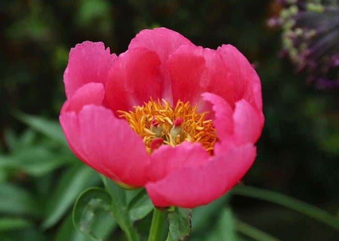 How to Grow Peonies in the South - Longfield Gardens