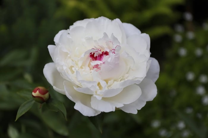 How to Grow Peonies in the South - Longfield Gardens