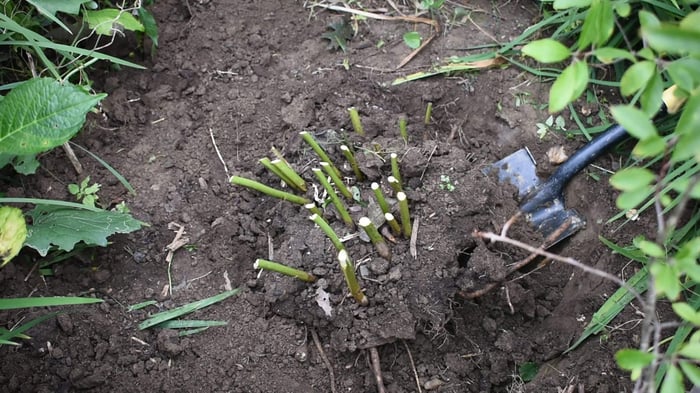 How to Divide and Transplant Peonies - Longfield Gardens