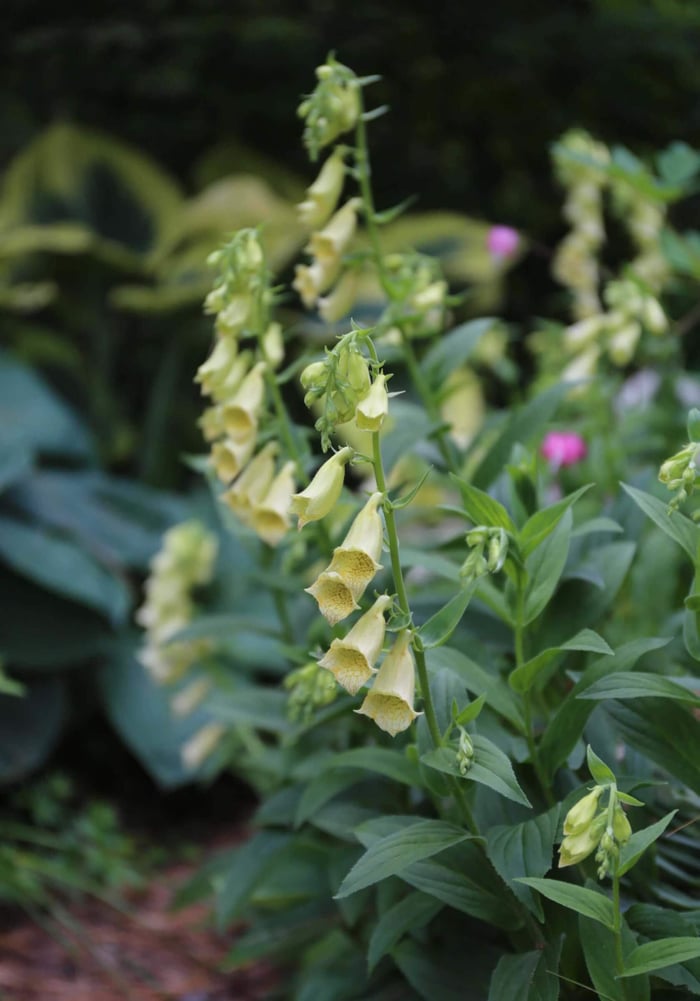 Summer-Perennial-Garden-Maintenance—Longfield-Gardens