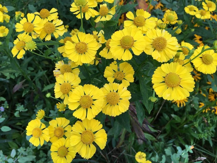 Summer-Perennial-Garden-Maintenance—Longfield-Gardens