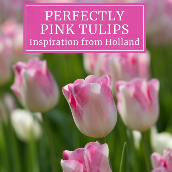 Perfectly_Pink_Tulips.jpg?v=1765891895