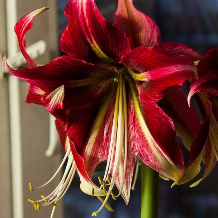 New Amaryllis for Mid-Winter Blooms - Longfield Gardens