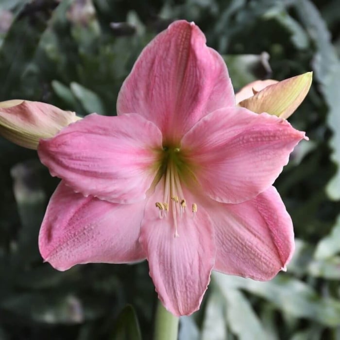 My passion for amaryllis Longfield Gardens
