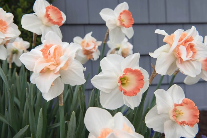 Unusual Daffodils for Spring Bouquets - Longfield Gardens