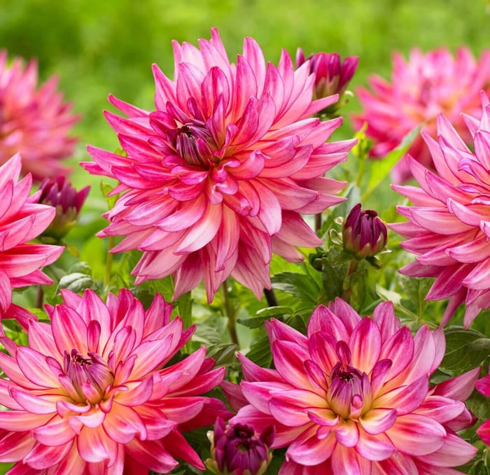New Dahlias for Your 2019 Flower Garden - Longfield Gardens
