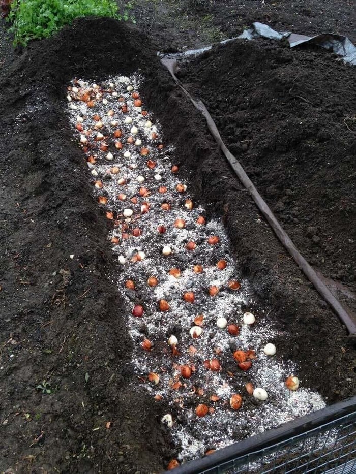 Flower Bulbs with Vegetables - Longfield Gardens