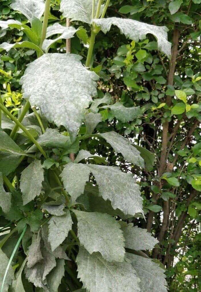 Dahlia Pests and Disease - Longfield Gardens