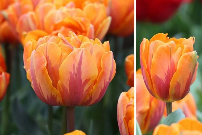 Striped Tulips in the Spotlight - Longfield Gardens