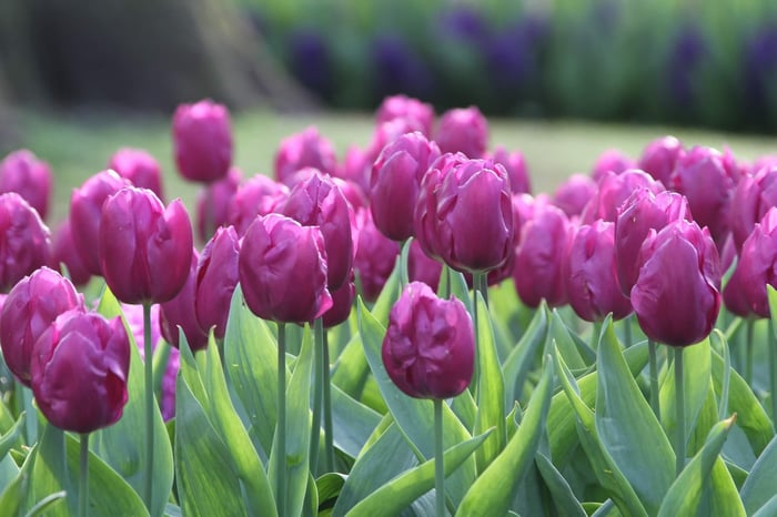 Timeless Favorite Tulips - Longfield Gardens