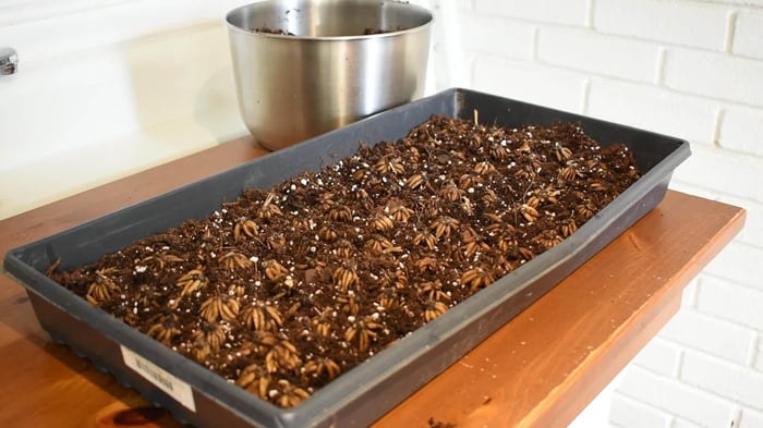 How to Grow Ranunculus in Zones 4-6 - Longfield Gardens