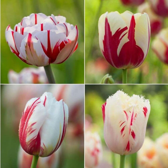 Striped Tulips in the Spotlight - Longfield Gardens