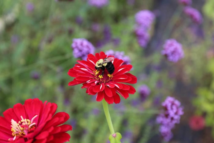 Bee-Friendly Flower Styles - Longfield Gardens